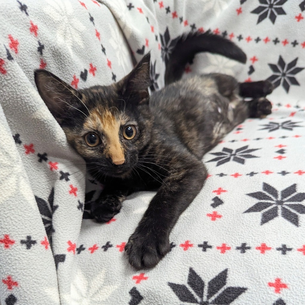 Buttercup, an adoptable Domestic Short Hair in Sunrise Beach, MO, 65079 | Photo Image 3