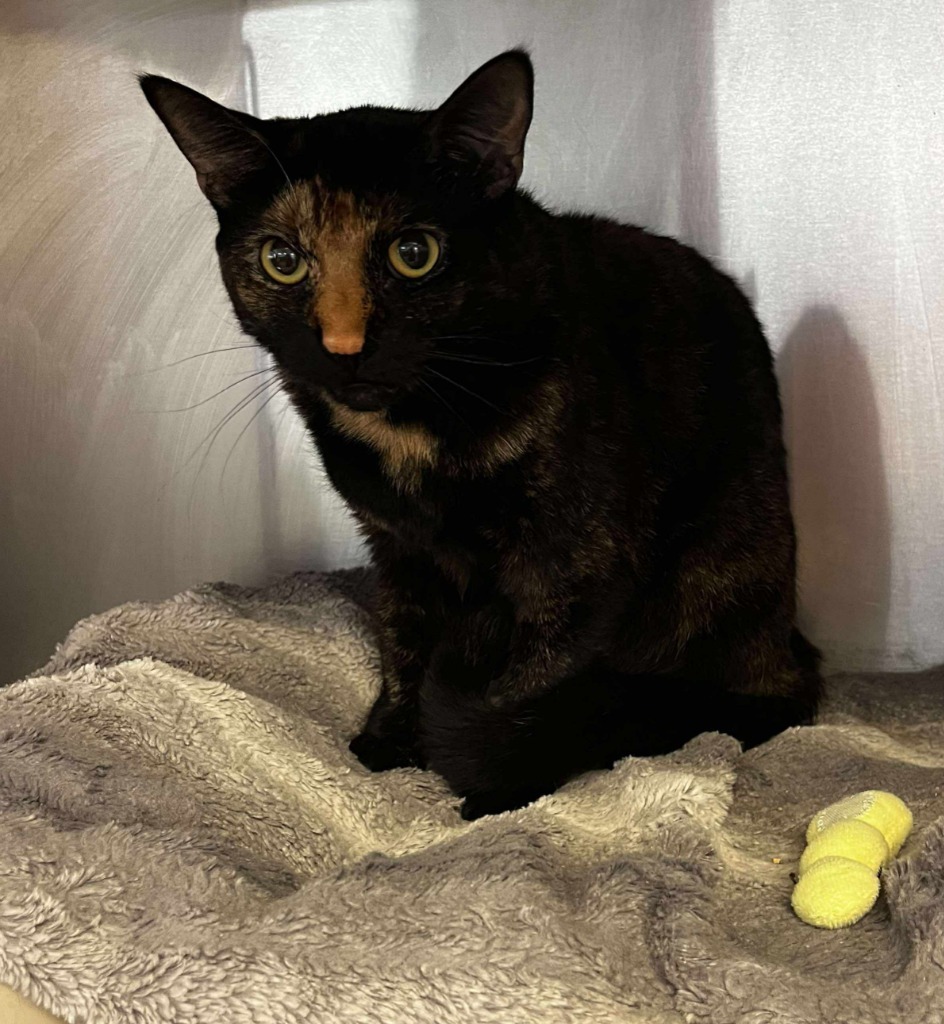 Buttercup, an adoptable Domestic Short Hair in Sunrise Beach, MO, 65079 | Photo Image 4