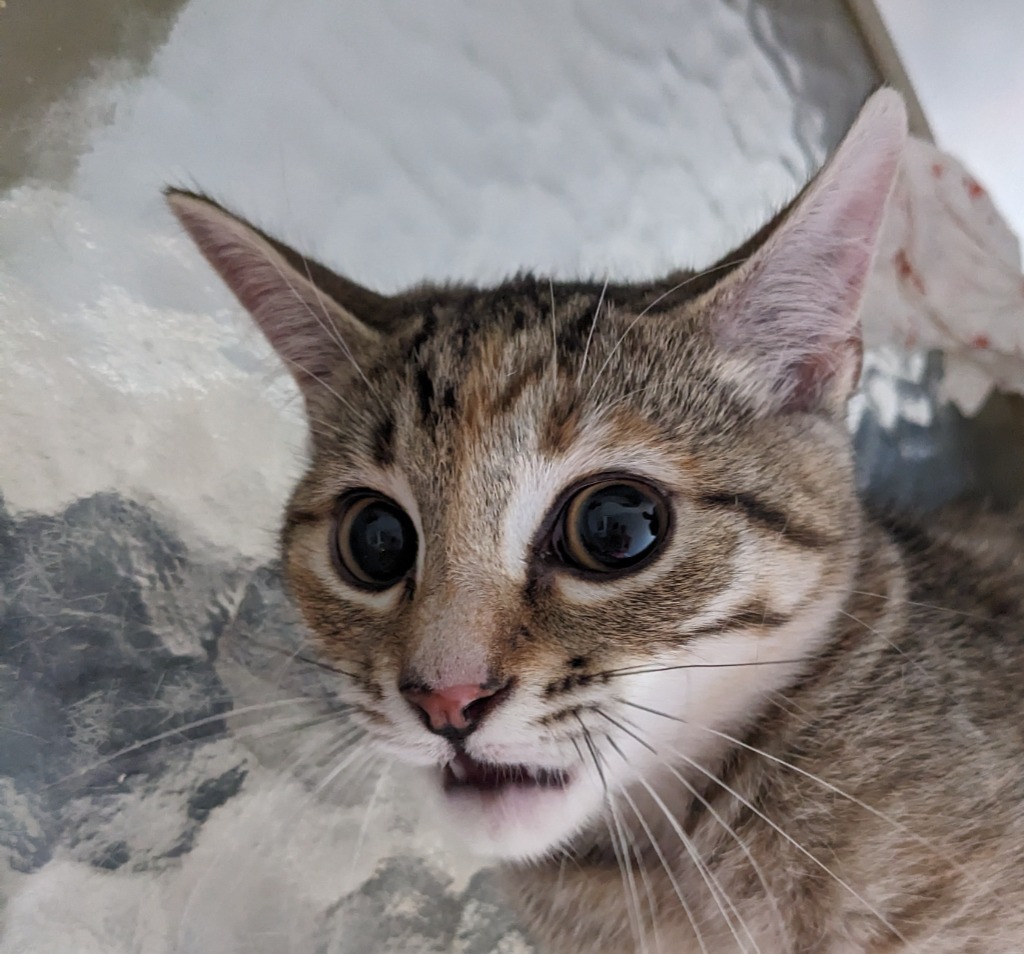 Lars, an adoptable Domestic Short Hair in St. Augustine, FL, 32084 | Photo Image 1