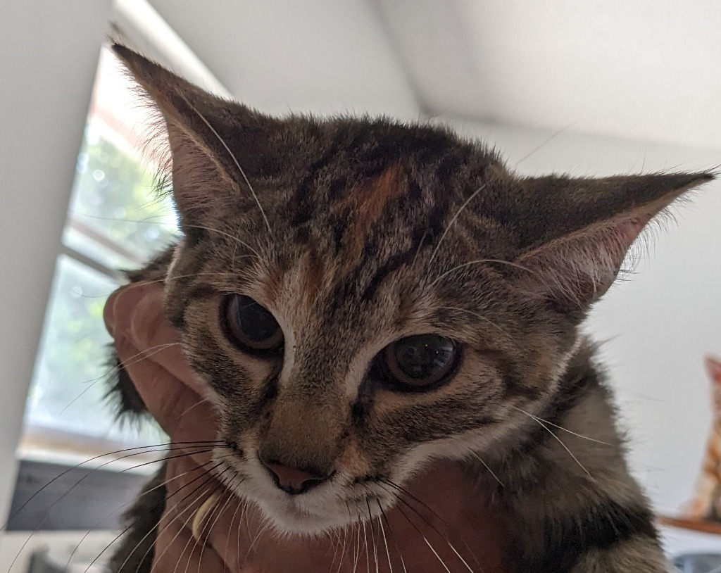 Leah, an adoptable Domestic Short Hair in St. Augustine, FL, 32084 | Photo Image 1