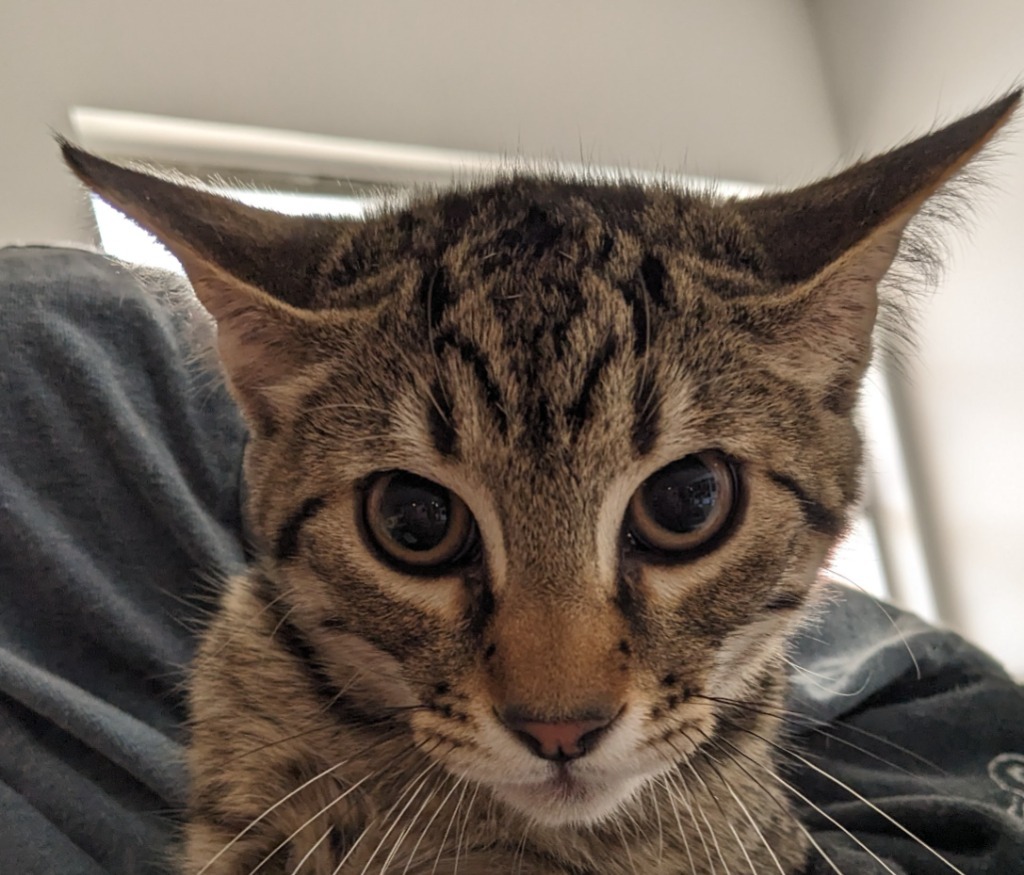 Mac, an adoptable Domestic Short Hair in St. Augustine, FL, 32084 | Photo Image 1