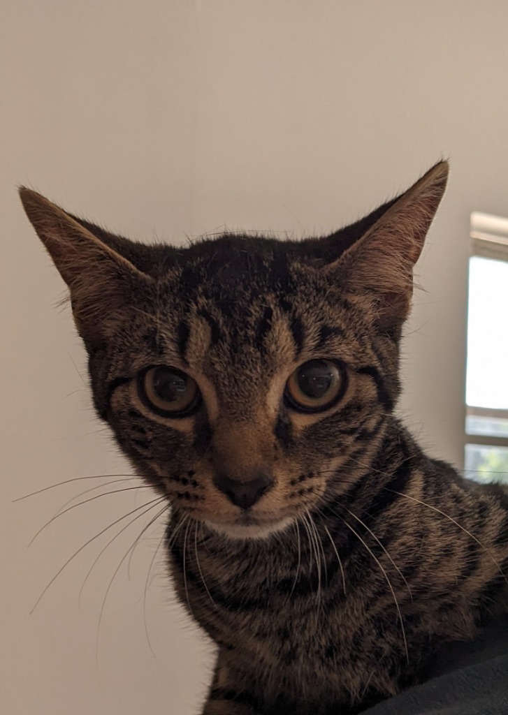 Benji, an adoptable Domestic Short Hair in St. Augustine, FL, 32084 | Photo Image 1