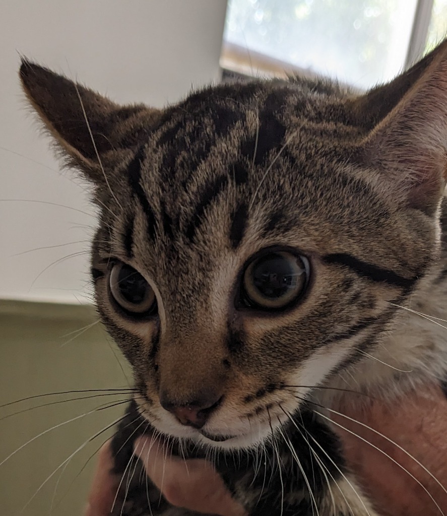 Ray, an adoptable Domestic Short Hair in St. Augustine, FL, 32084 | Photo Image 1