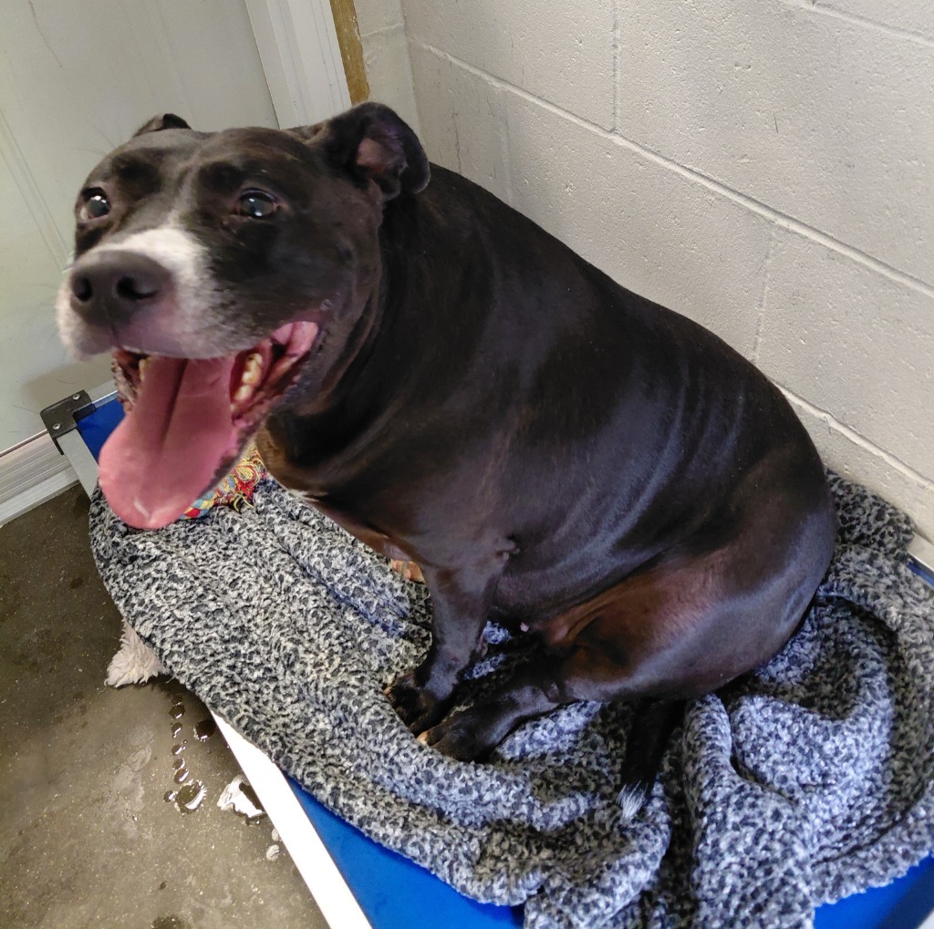 Katniss, an adoptable Pit Bull Terrier in Sunrise Beach, MO, 65079 | Photo Image 1