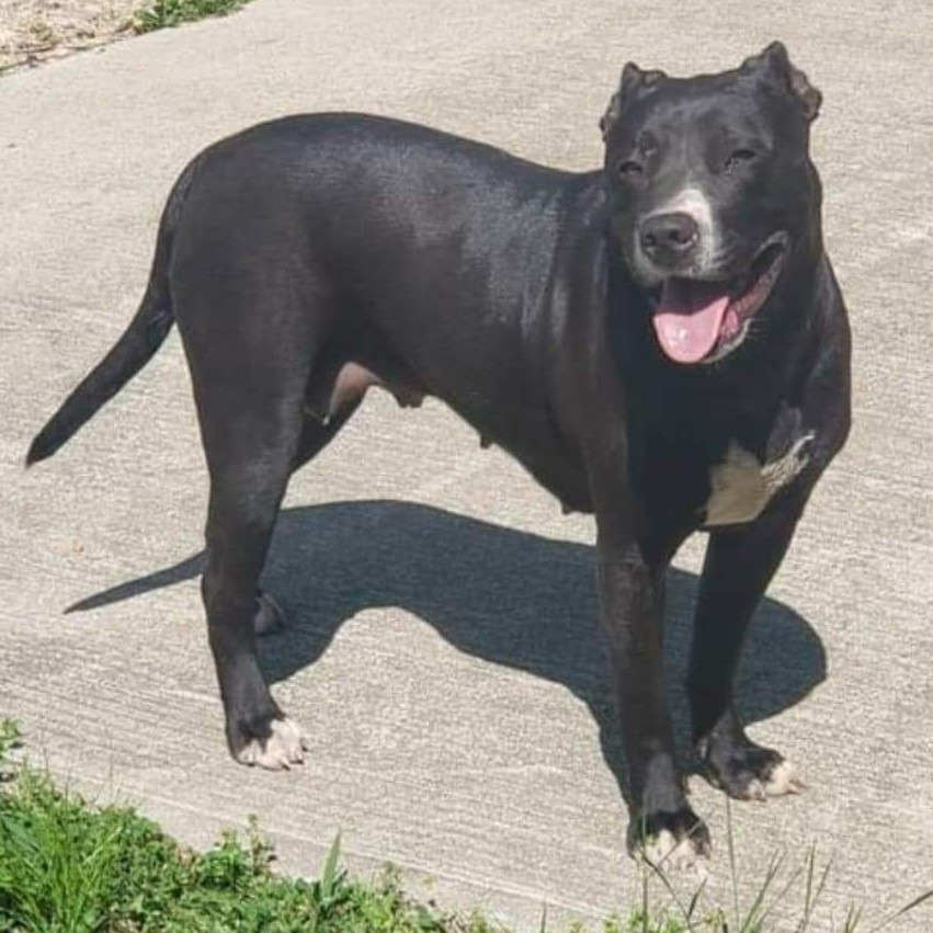 Katniss, an adoptable Pit Bull Terrier in Sunrise Beach, MO, 65079 | Photo Image 2