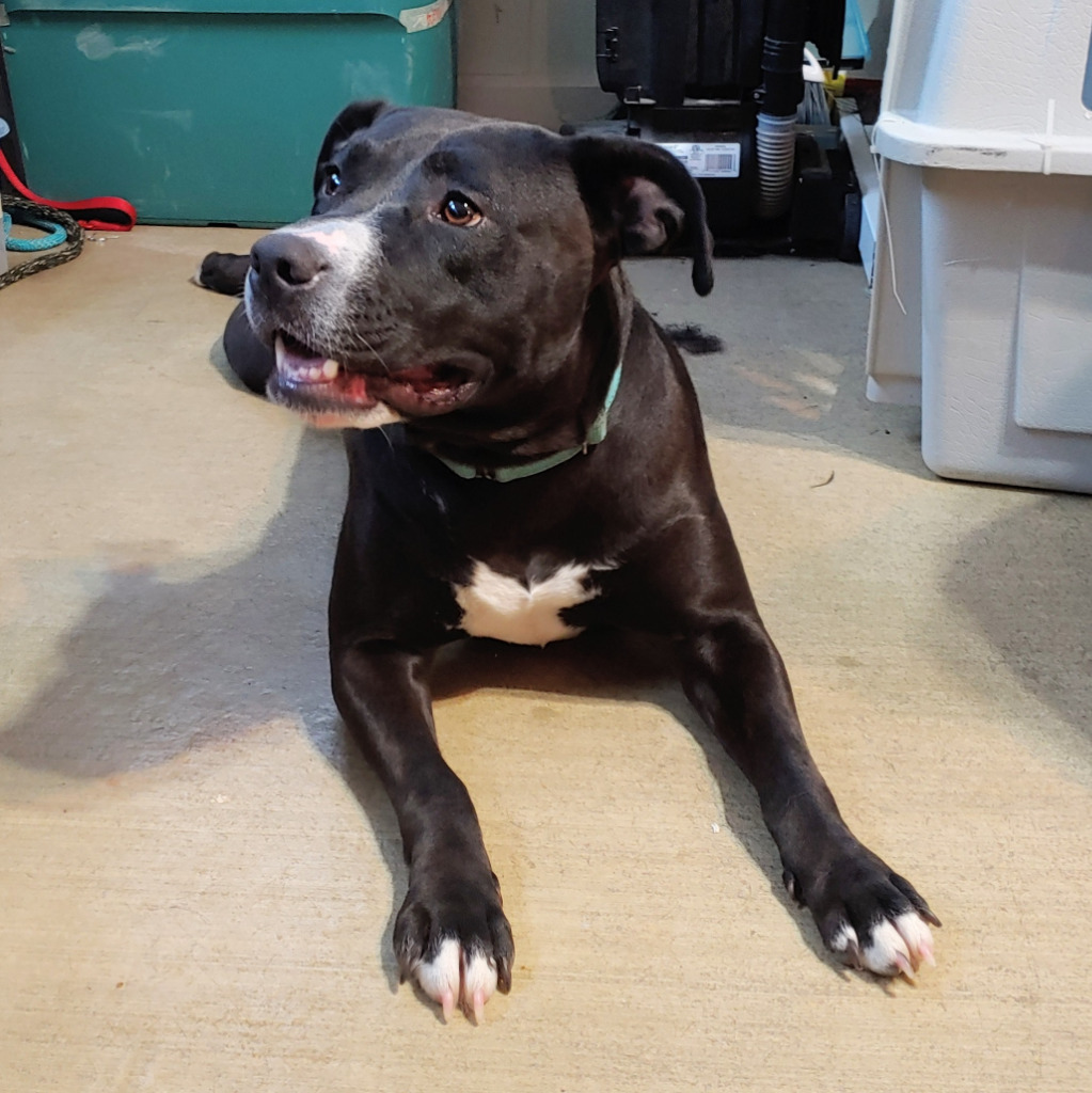 Katniss, an adoptable Pit Bull Terrier in Sunrise Beach, MO, 65079 | Photo Image 3