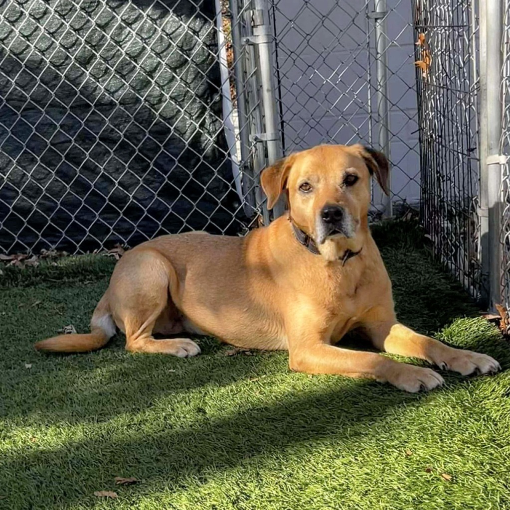 Scooby, an adoptable Labrador Retriever in Laurie, MO, 65038 | Photo Image 1