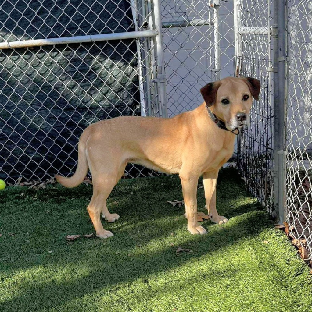 Scooby, an adoptable Labrador Retriever in Sunrise Beach, MO, 65079 | Photo Image 1
