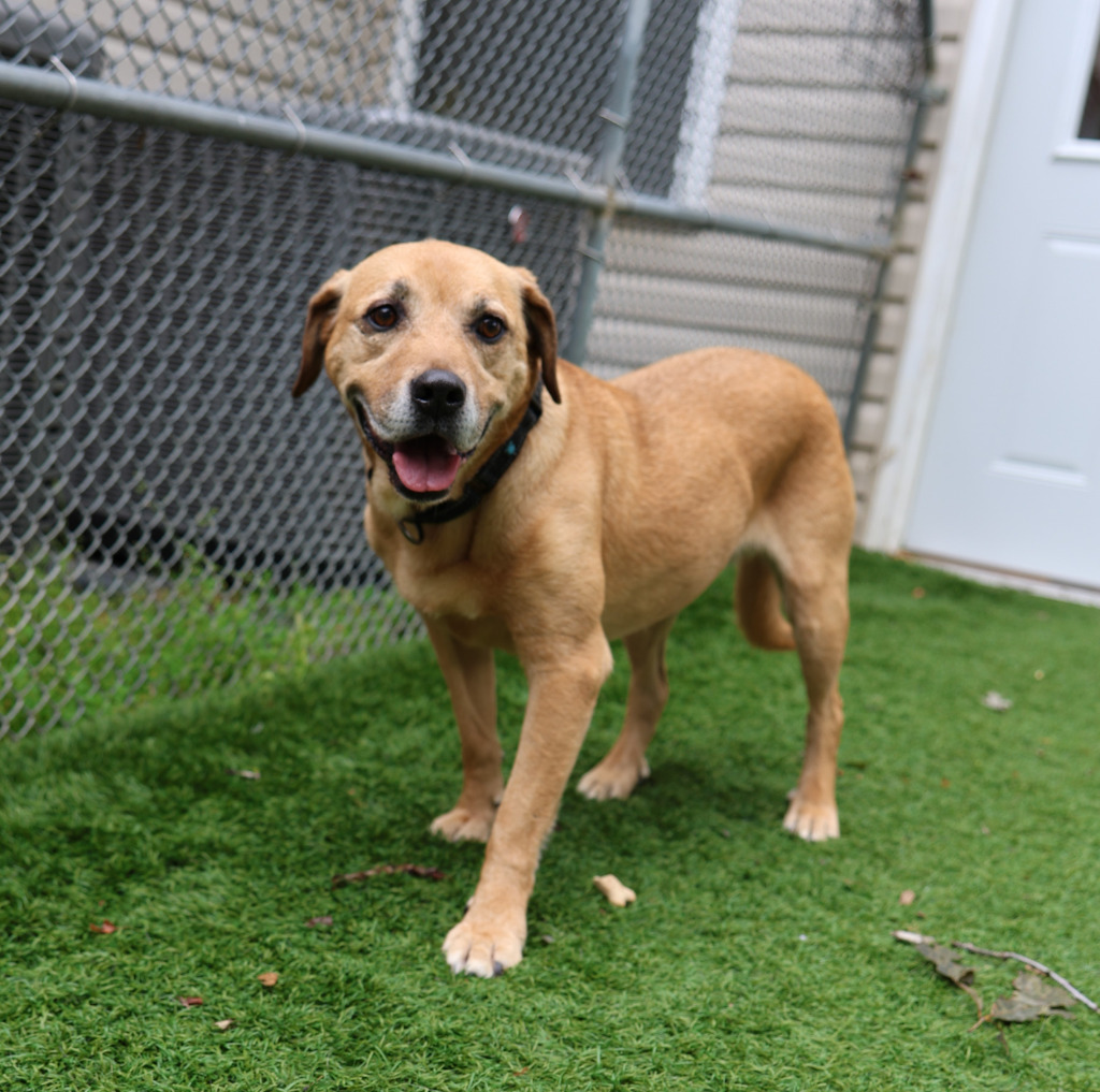 Scooby, an adoptable Labrador Retriever in Sunrise Beach, MO, 65079 | Photo Image 1