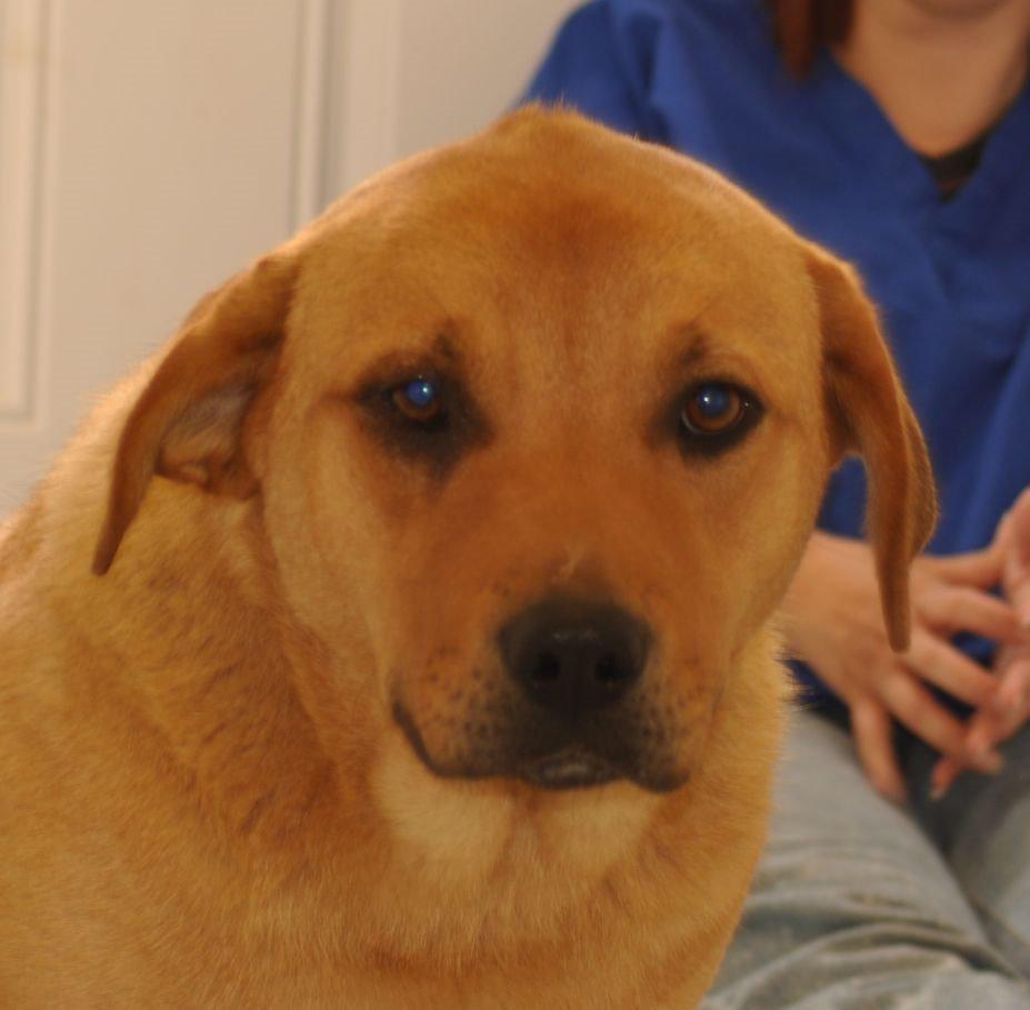 Scooby, an adoptable Labrador Retriever in Laurie, MO, 65038 | Photo Image 2