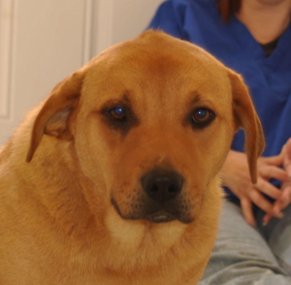 Scooby, an adoptable Labrador Retriever in Sunrise Beach, MO, 65079 | Photo Image 2