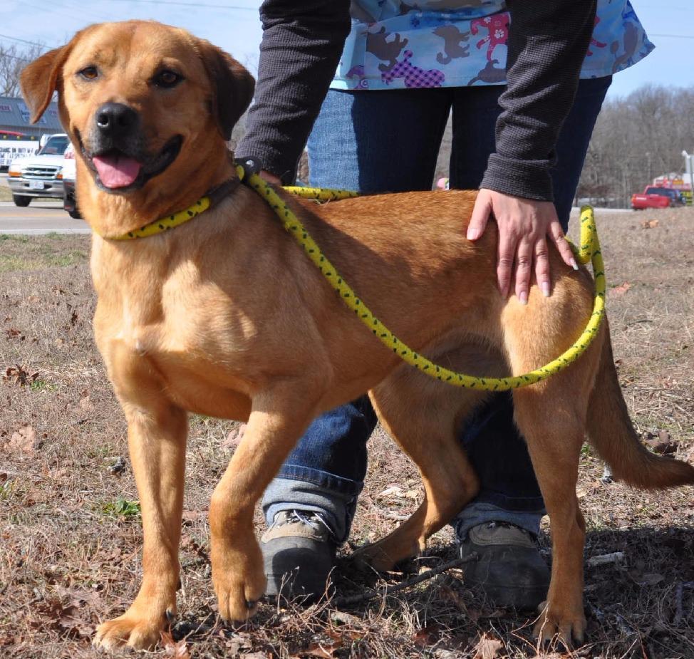 Scooby, an adoptable Labrador Retriever in Laurie, MO, 65038 | Photo Image 3