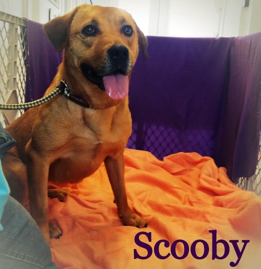 Scooby, an adoptable Labrador Retriever in Sunrise Beach, MO, 65079 | Photo Image 4