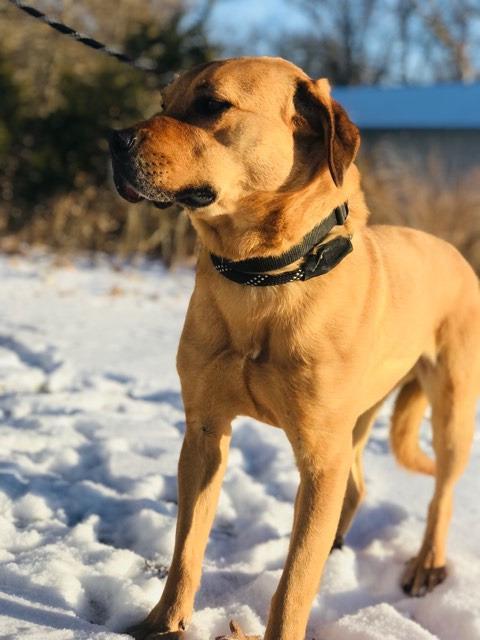 Scooby, an adoptable Labrador Retriever in Laurie, MO, 65038 | Photo Image 5