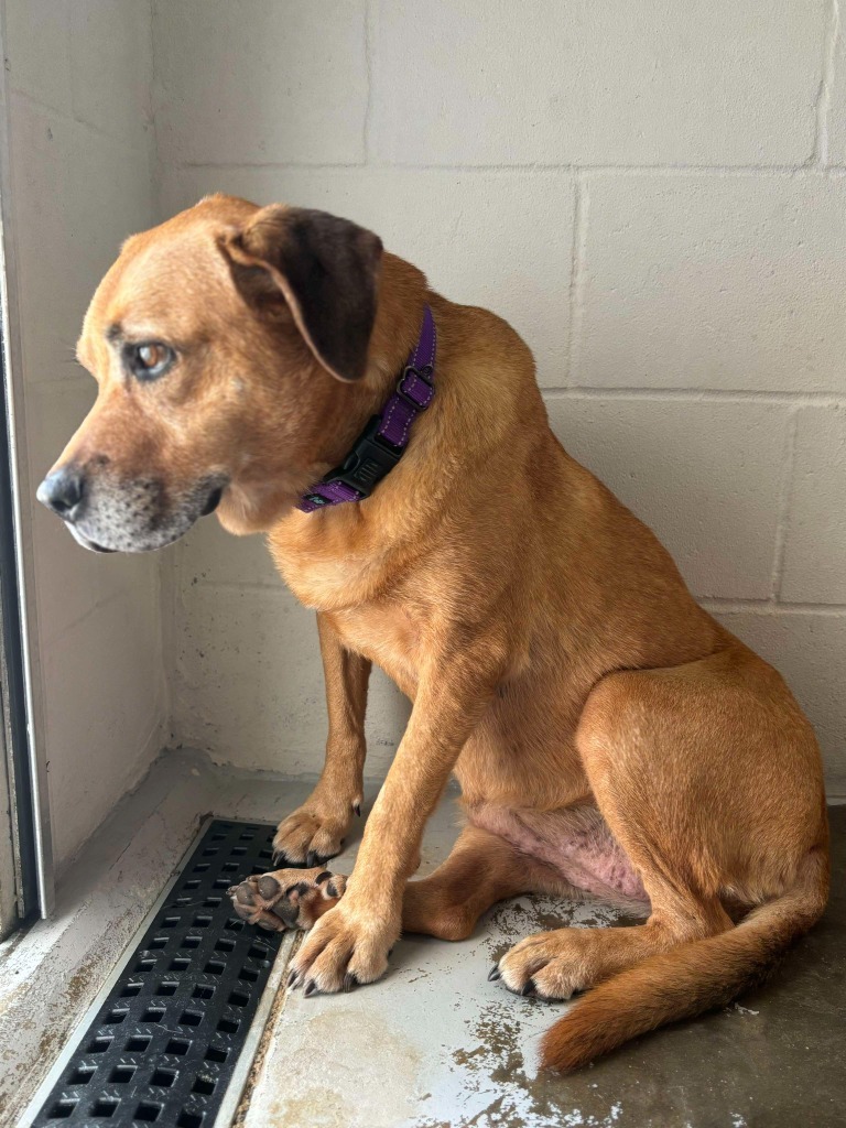 Scooby, an adoptable Labrador Retriever in Sunrise Beach, MO, 65079 | Photo Image 6