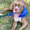 Kobe - Available Sept. 24th! (Adoption Pending!!)