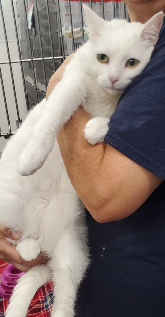 Miss Kitty (Marble), an adoptable Domestic Medium Hair in Denham Springs, LA, 70726 | Photo Image 1