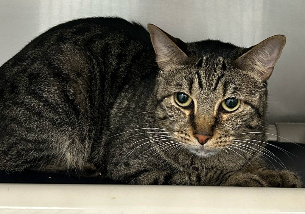 Pablo (Jupiter), an adoptable Domestic Short Hair in Denham Springs, LA, 70726 | Photo Image 1