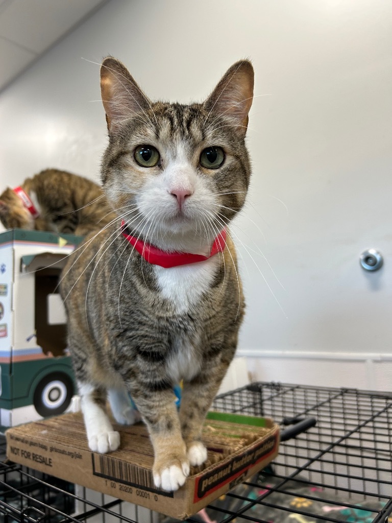 Sadey PA, an adoptable Domestic Short Hair in Denham Springs, LA, 70726 | Photo Image 1