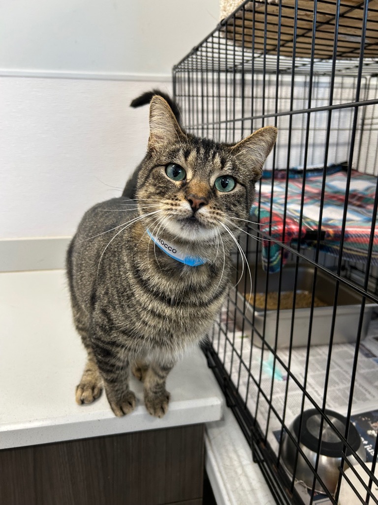 Rocco, an adoptable Domestic Medium Hair in Denham Springs, LA, 70726 | Photo Image 1