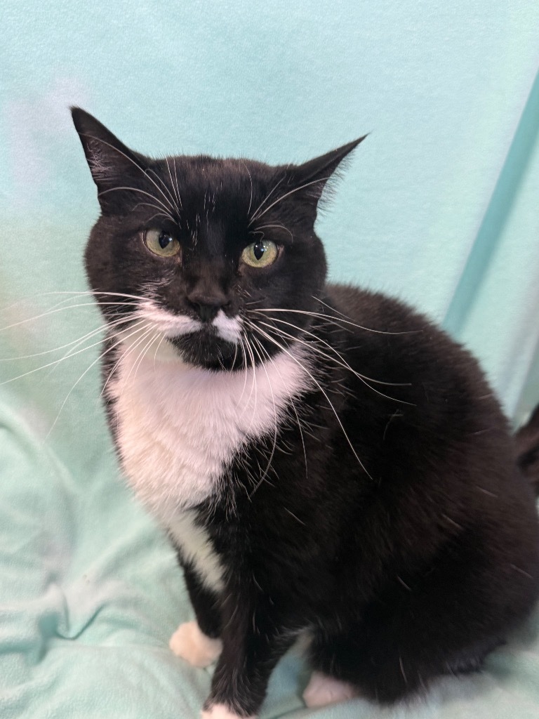 Star (Lady), an adoptable Domestic Medium Hair in Denham Springs, LA, 70726 | Photo Image 1