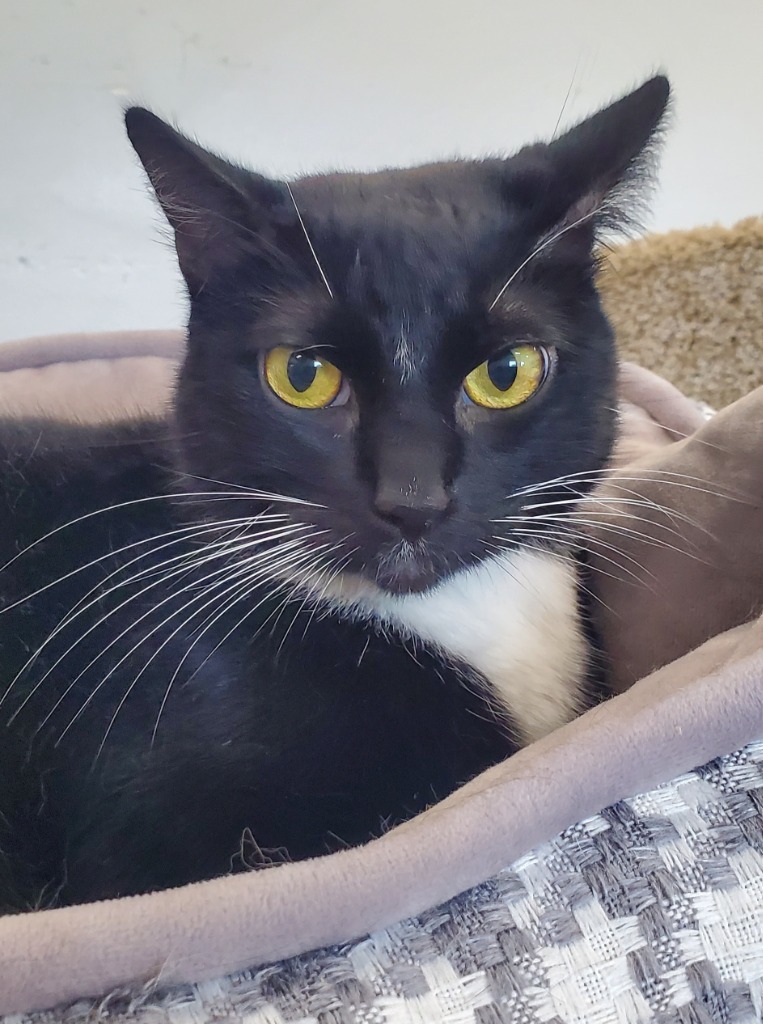Tux (Spot), an adoptable Domestic Medium Hair in Denham Springs, LA, 70726 | Photo Image 1