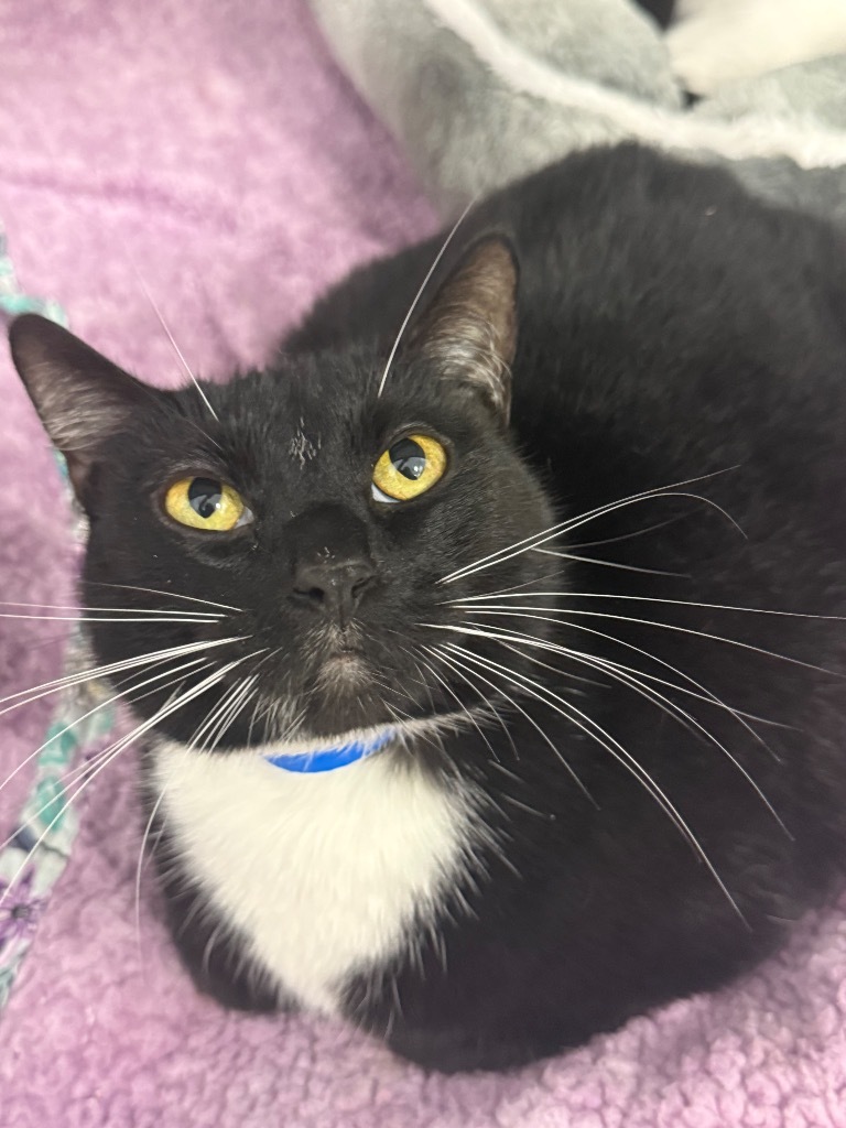 Tux (Spot), an adoptable Domestic Medium Hair in Denham Springs, LA, 70726 | Photo Image 1