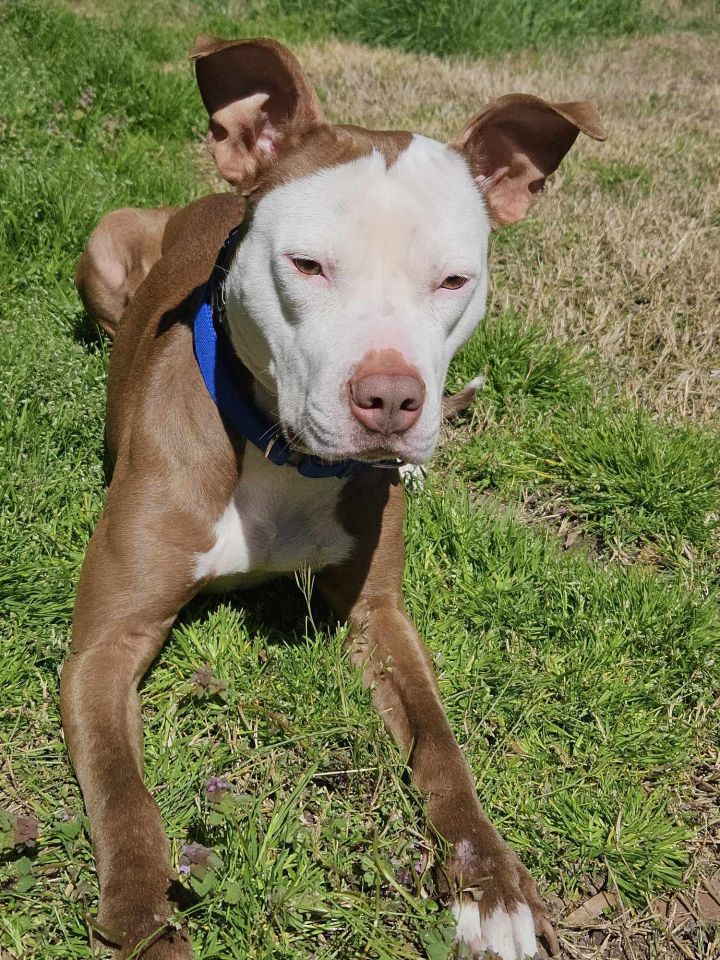 Dog for adoption Nala an American Bulldog Terrier Mix in