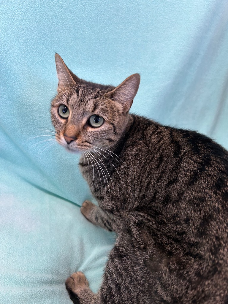 Mya (Kya) (PA), an adoptable Domestic Short Hair in Denham Springs, LA, 70726 | Photo Image 1