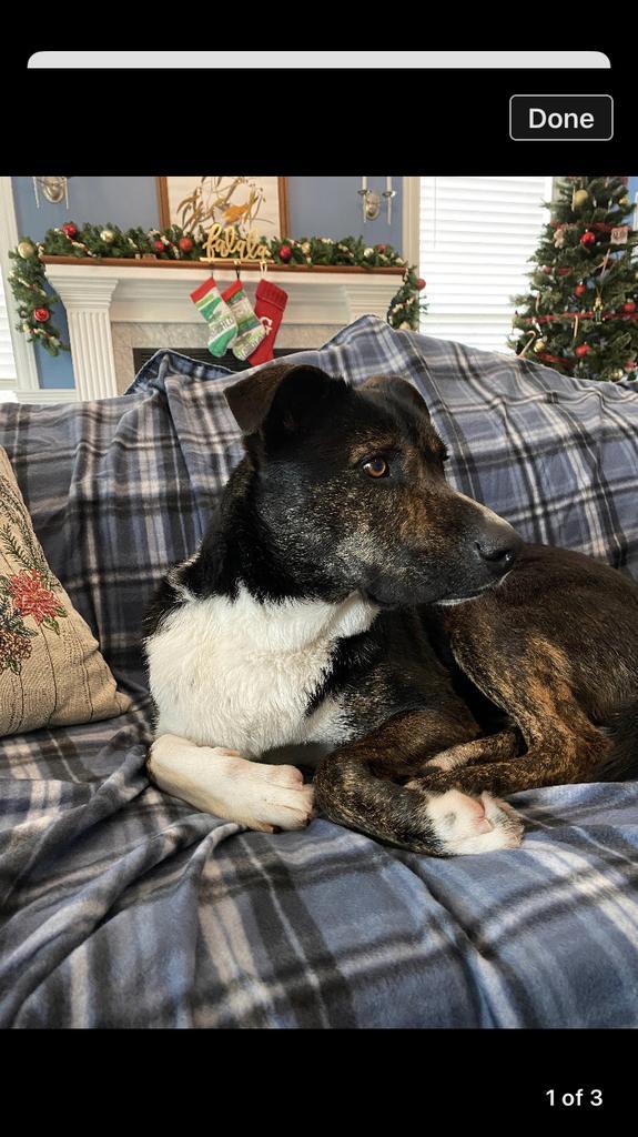 Dog for adoption Kylo, a Mixed Breed in Denham Springs, LA Petfinder