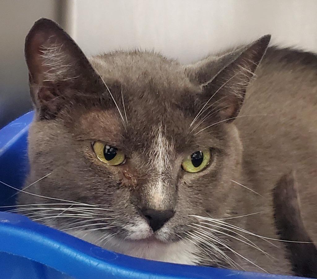 Daisy PA, an adoptable Domestic Short Hair in Denham Springs, LA, 70726 | Photo Image 1