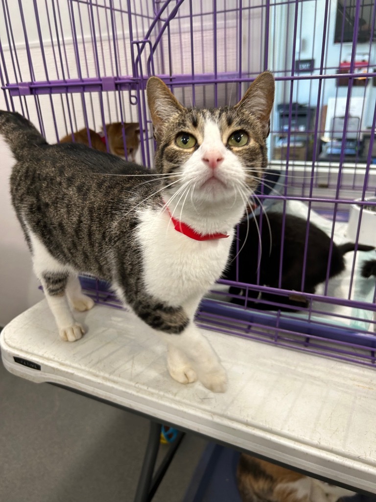 Donna (Stella), an adoptable Domestic Short Hair in Denham Springs, LA, 70726 | Photo Image 1