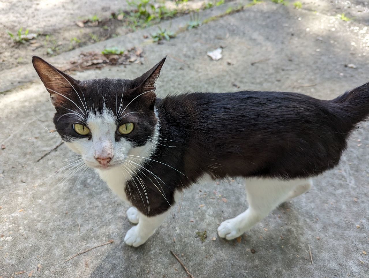 BB-FIV+, an adoptable Domestic Short Hair in Oxford, MS, 38655 | Photo Image 2