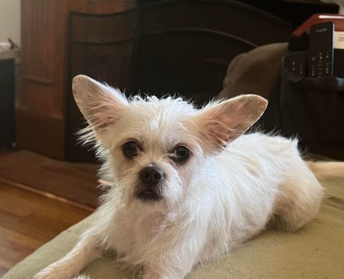 Spot, an adoptable Maltese, Norwich Terrier in Hillsborough , NC, 27278 | Photo Image 1