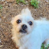 Spot, an adoptable Maltese, Norwich Terrier in Hillsborough , NC, 27278 | Photo Image 2