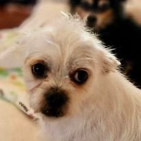 Spot, an adoptable Maltese, Norwich Terrier in Hillsborough , NC, 27278 | Photo Image 3