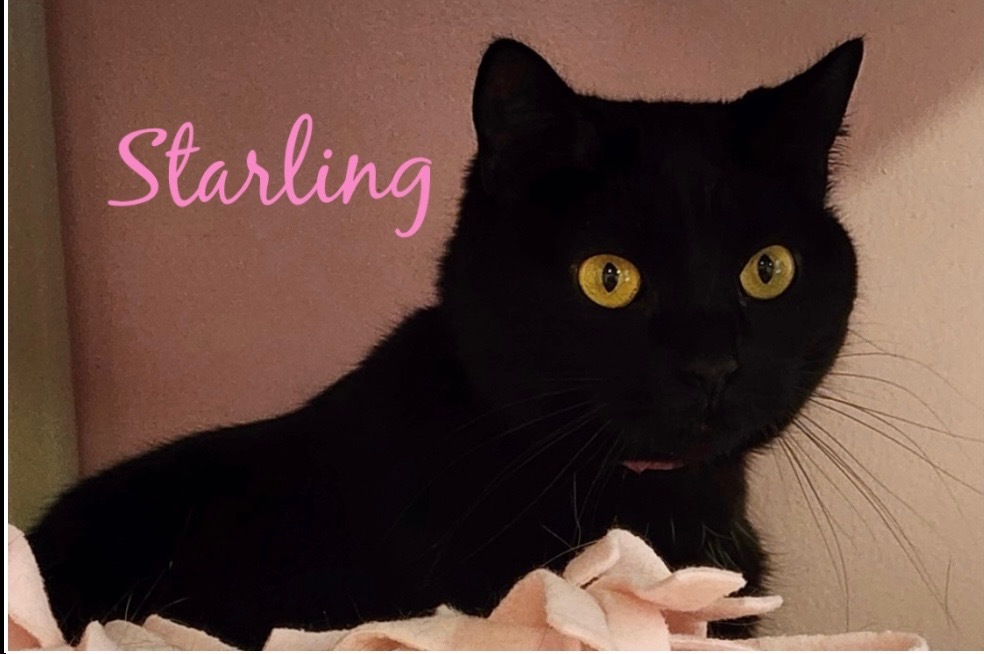 STARLING, an adoptable Domestic Short Hair in Muskegon, MI, 49442 | Photo Image 1