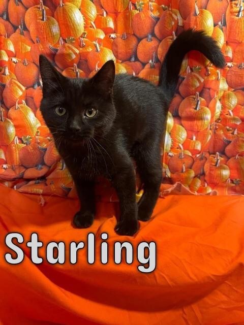 STARLING, an adoptable Domestic Short Hair in Muskegon, MI, 49442 | Photo Image 2