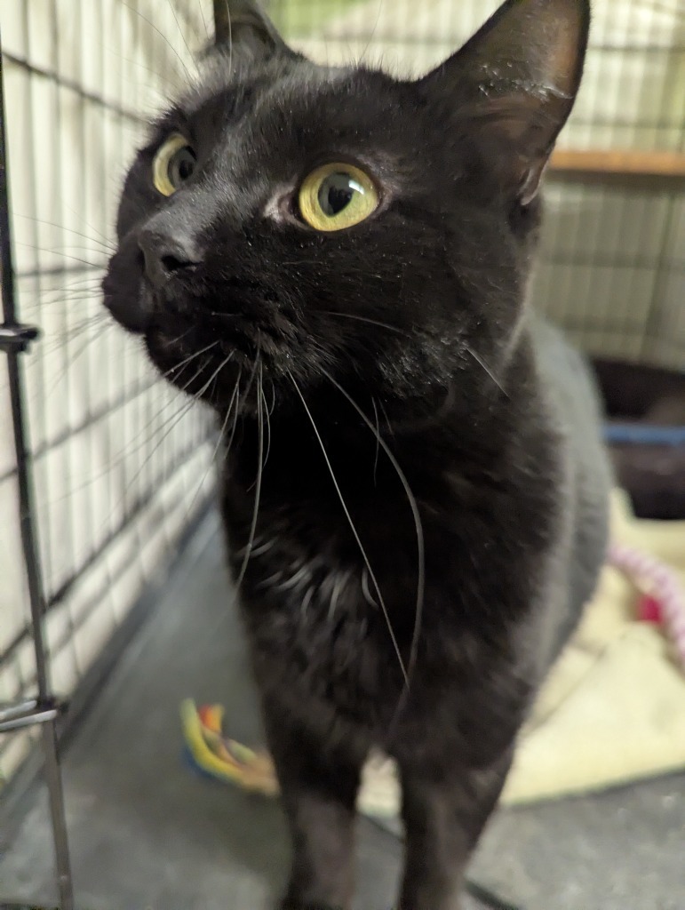 STARLING, an adoptable Domestic Short Hair in Muskegon, MI, 49442 | Photo Image 3