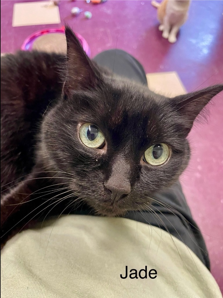 JADE, an adoptable Domestic Short Hair in Muskegon, MI, 49442 | Photo Image 1