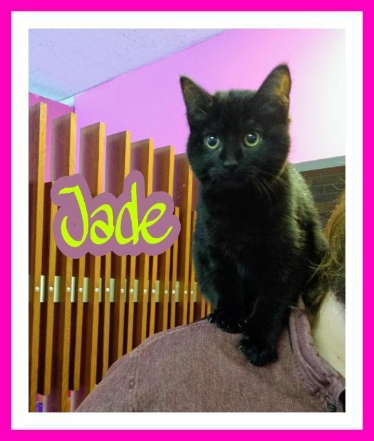 JADE, an adoptable Domestic Short Hair in Muskegon, MI, 49442 | Photo Image 1
