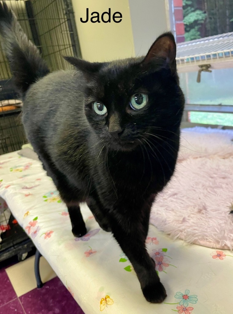 JADE, an adoptable Domestic Short Hair in Muskegon, MI, 49442 | Photo Image 2