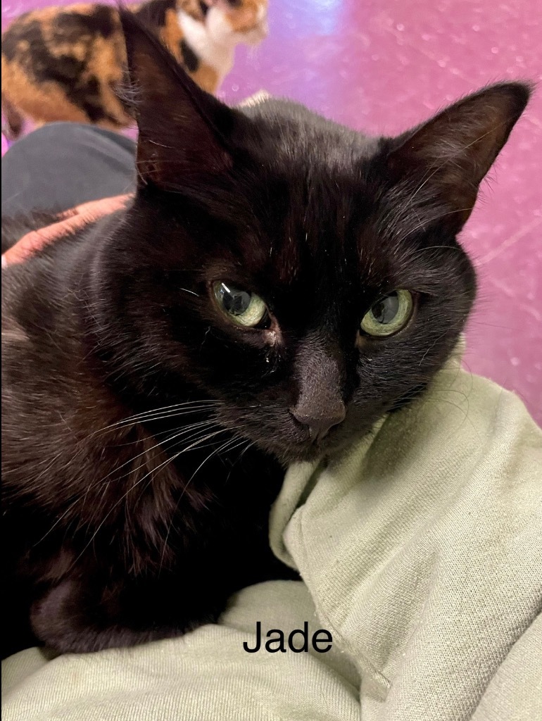 JADE, an adoptable Domestic Short Hair in Muskegon, MI, 49442 | Photo Image 3