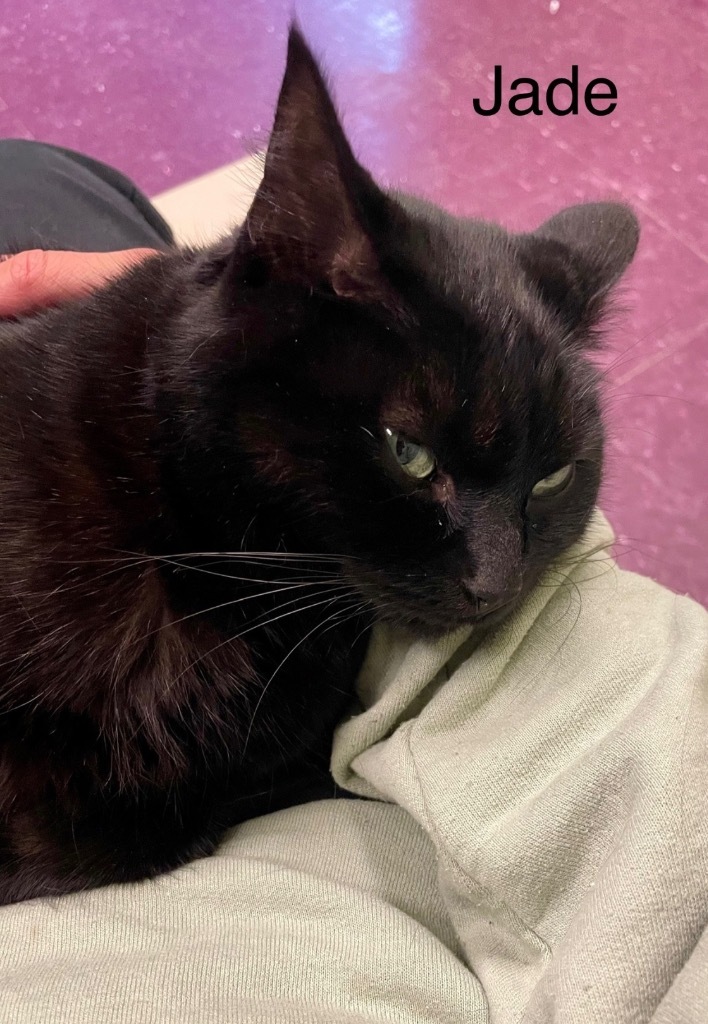 JADE, an adoptable Domestic Short Hair in Muskegon, MI, 49442 | Photo Image 4
