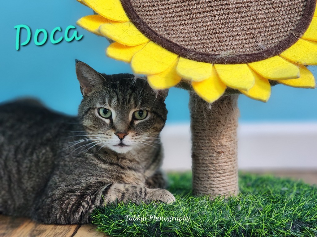 Doca
