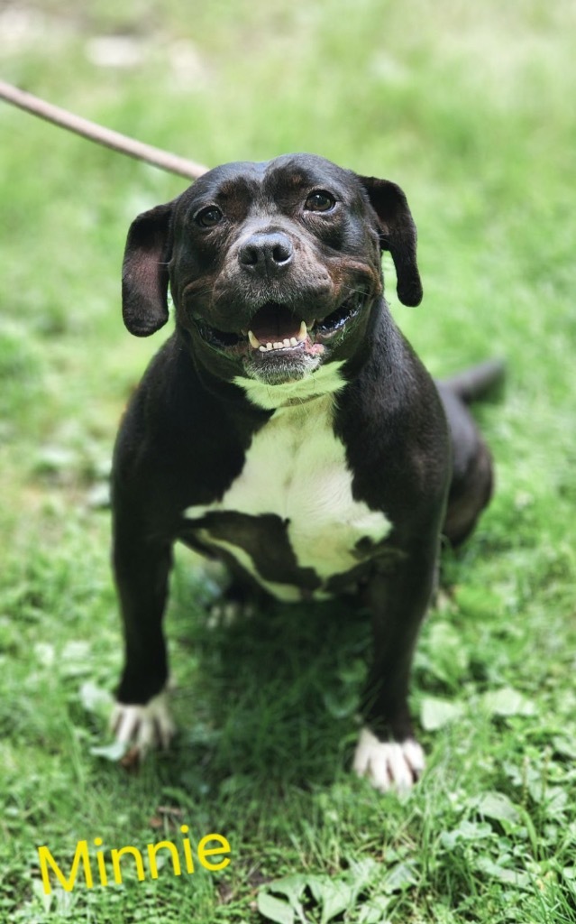 Minnie, an adoptable Terrier in Cambridge, MD, 21613 | Photo Image 1