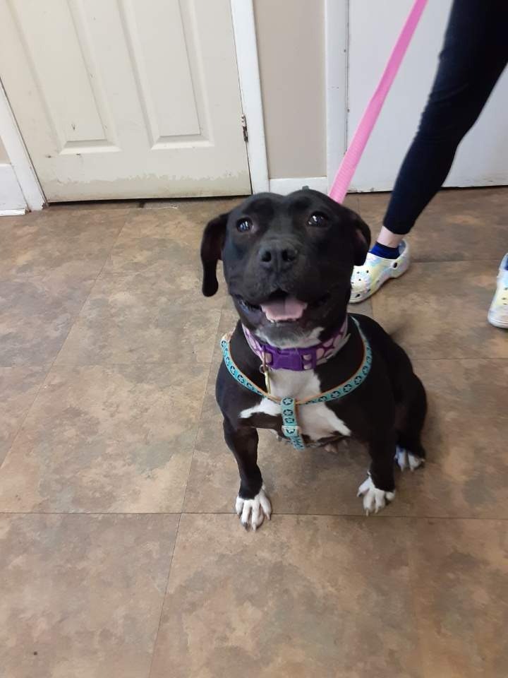 Minnie, an adoptable Terrier in Cambridge, MD, 21613 | Photo Image 2