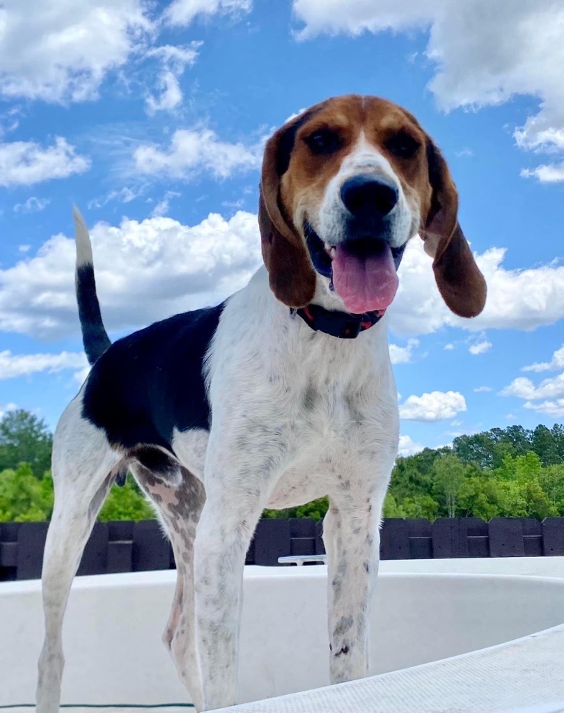 Lucky, an adoptable Coonhound in Cambridge, MD, 21613 | Photo Image 1