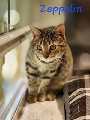 Zeppelin, Adult Female Domestic Short Hair