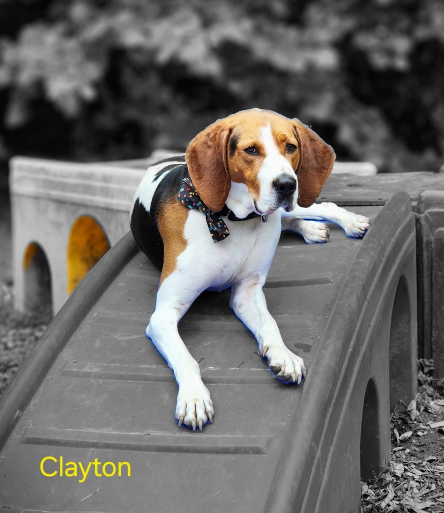 Clayton, an adoptable Foxhound in Cambridge, MD, 21613 | Photo Image 1